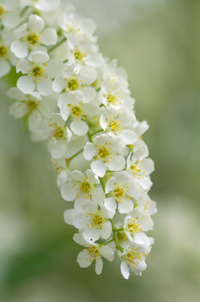 bird cherry