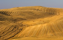 fields with bales