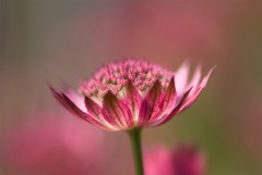 astrantia roma