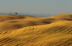 harvested fields, tuscany