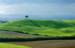 single tree and green field