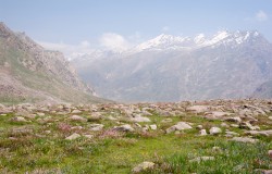 bistort, forget me nots and potentilla with rocks and mountain