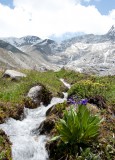 primulas and stream in glacial valley