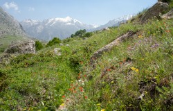 wildflowers and mountain