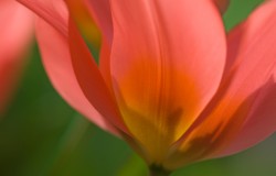 Tulip Toronto