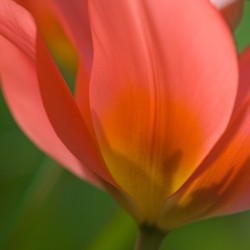 Tulip Toronto