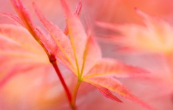 acer leaves