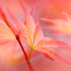 acer leaves
