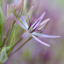 allium cristophii