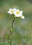 anemone