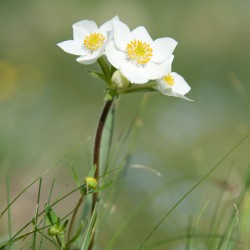 anemone