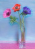 anemones