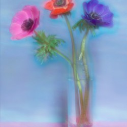 anemones