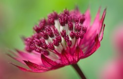 astrantia 1