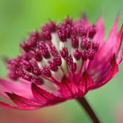 astrantia 1