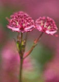 astrantia 2