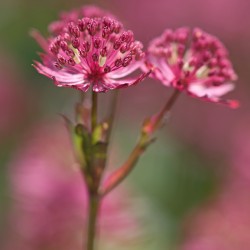 astrantia 2