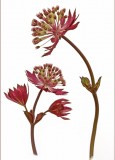 astrantias on white