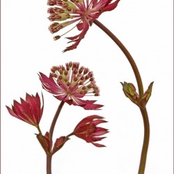 astrantias on white