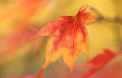 autumn acer leaves