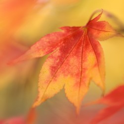 autumn acer leaves