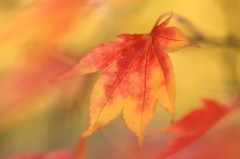 autumn acer leaves