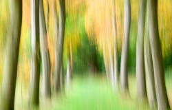 autumn avenue