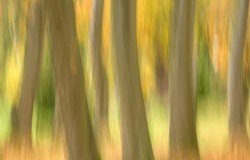 autumn trees 1