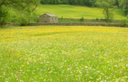 barn and wildflowers 2
