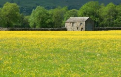 barn and wildflowers