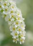 bird cherry