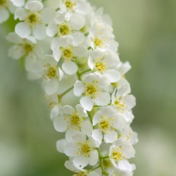 bird cherry