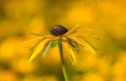 black eyed susan