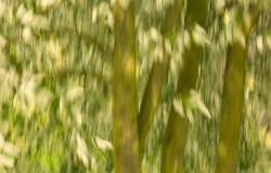 blossom trees in wind