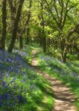 bluebell wood 2