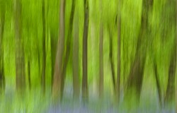 bluebell wood