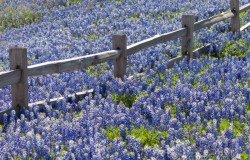 bluebonnets and fence