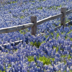 bluebonnets and fence