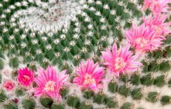 cactus heart