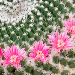 cactus heart