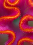 celosia