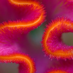 celosia