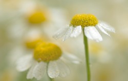chamomile
