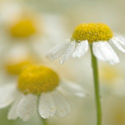 chamomile
