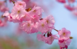 cherry blossom