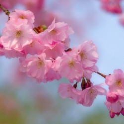 cherry blossom