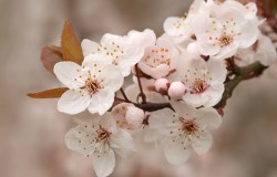 cherry plum
