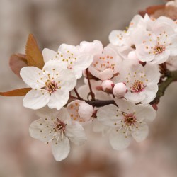 cherry plum
