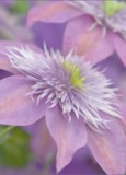 clematis