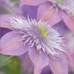 clematis